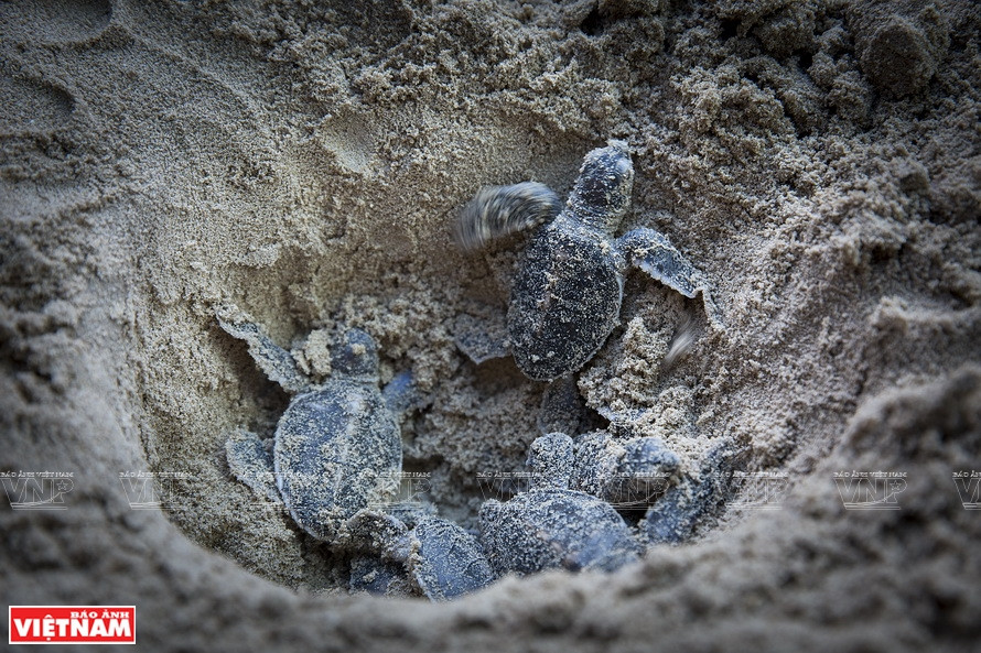 After about 60 days of incubation, the baby turtles hatch and together dig through the sand and get out of the nest. (Photo: VNA)