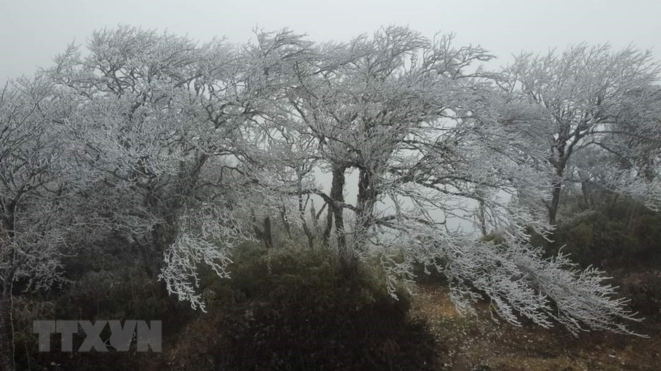 The branches on the top of Phia Oac mountain are covered with ice and snow, looking like blossoming plum blossoms (Photo: VNA)