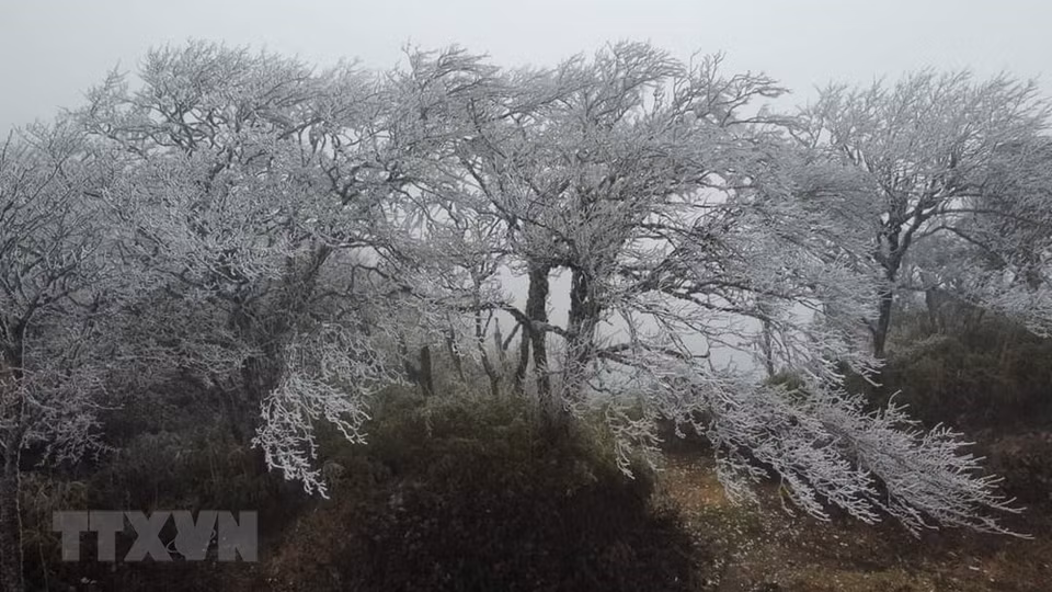 The branches on the top of Phia Oac mountain are covered with ice and snow, looking like blossoming plum blossoms (Photo: VNA)