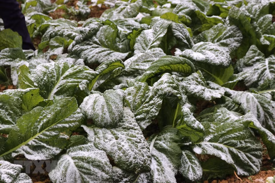 Ice and snow appear on high mountains in Ha Giang with record temperatures down to minus 1ºC in some places (Photo: VNA)