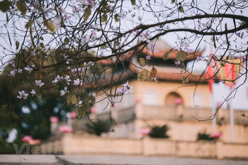 Ban flowers are scentless. Each flower consists of four to five petals, pink pistil and purple veins. A Ban tree is two to six meters tall. It has rough, grey bark and abundant long branches. (Photo: VNA)
