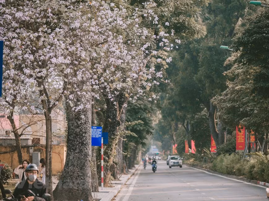 During springtime, Hanoi’s streets become increasingly opulent thanks to the pristine beauty of Ban flowers in full bloom. (Photo: VNA)