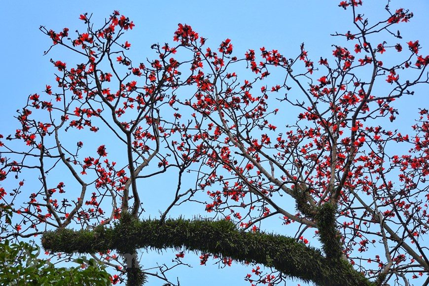 Springtime is the season for red silk-cotton flowers to bloom. Once the leaves fall to the ground, only the flower blossoms remain on the branches. (Photo: VNA)