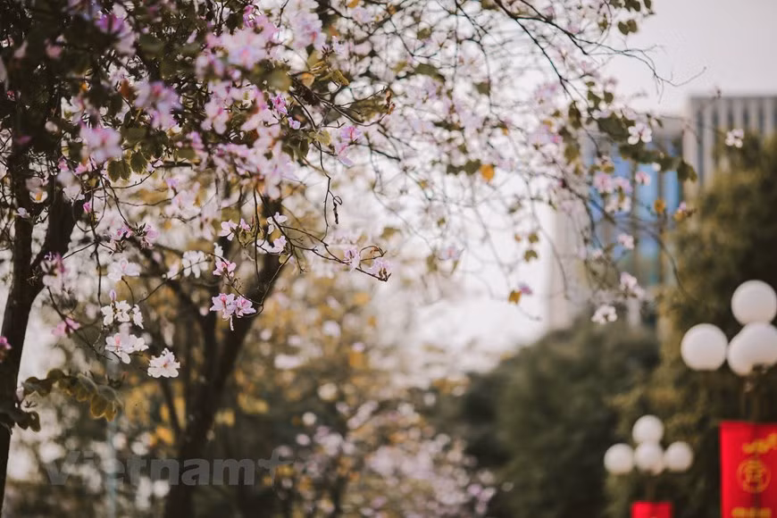 It is a great chance to enjoy a peaceful and fresh atmosphere when strolling along the Hanoi streets where Ban Flowers are in full bloom. (Photo: VNA)