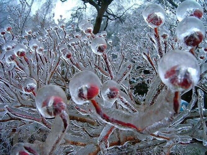 Tree branches on the top of Phia Oac mountain in Thanh Cong commune, Nguyen Binh district, the northern mountainous province of Cao Bang are covered with ice drops as temperature drops down to -9 degrees Celsius (Photo: VNA)