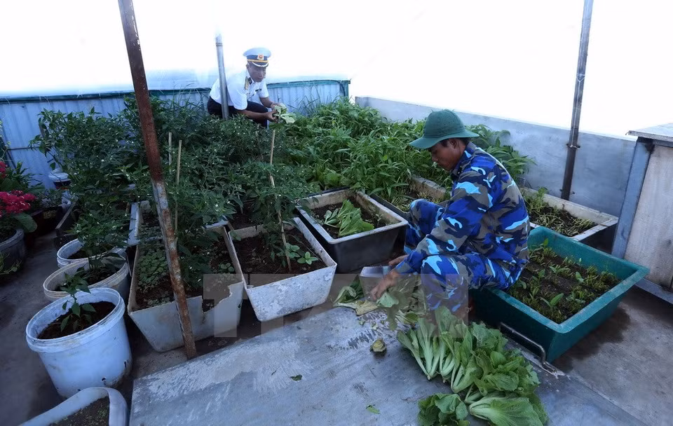 Soldiers on Tien Nu Island harvest vegetables (Photo: VNA)