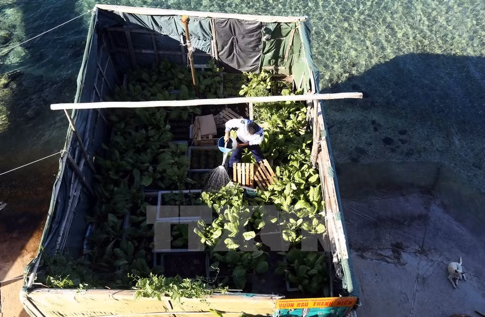 A soldier on Thuyen Chai B Island waters a small vegetable garden (Photo: VNA)