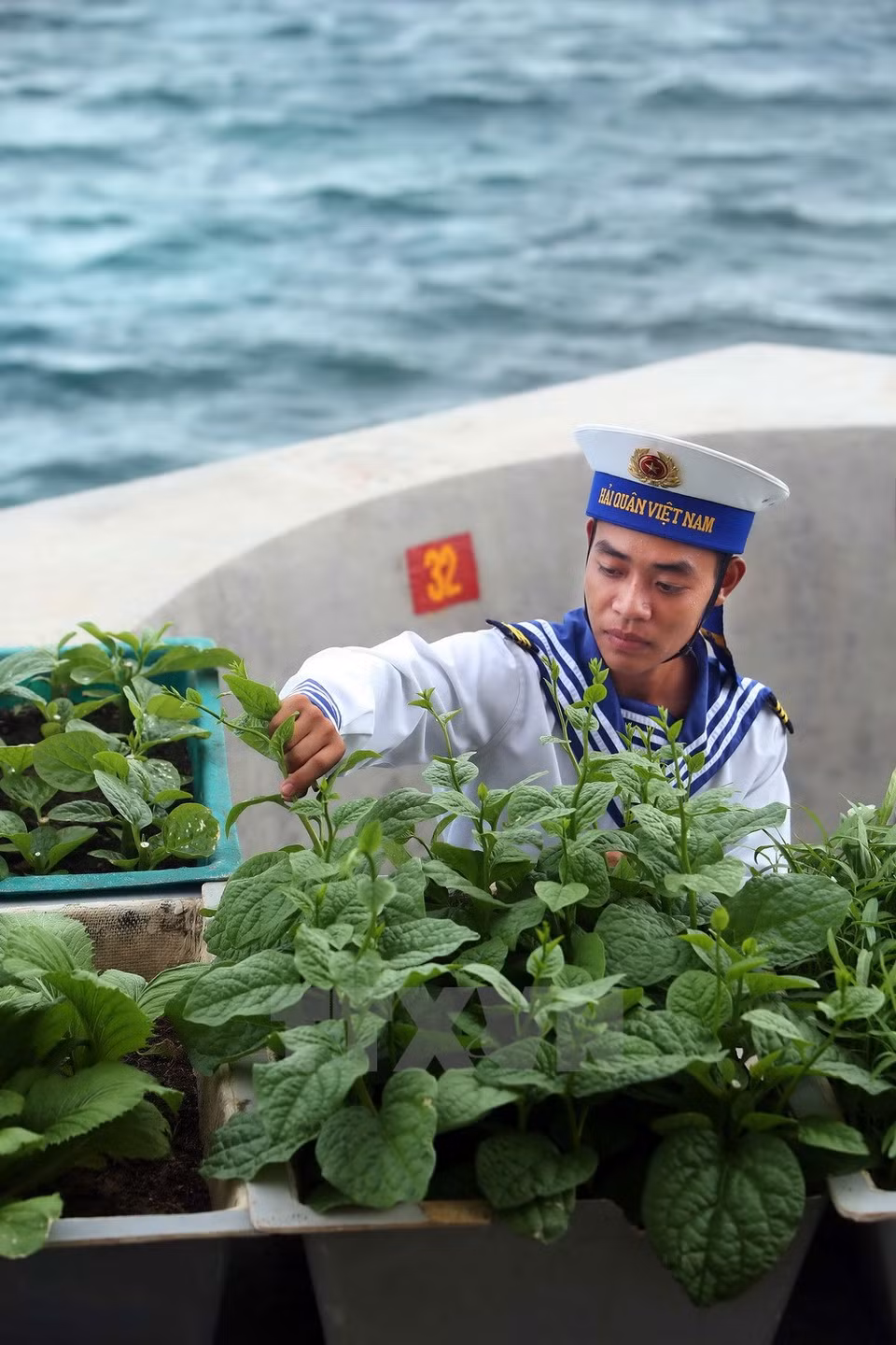A soldier on Nui Le B Island picks vegetables (Photo: VNA)