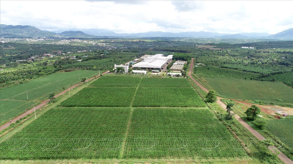 Doveco Gia Lai’s fruit and vegetable processing centre is located right in the middle of the abundant raw material area of Mang Yang district in Gia Lai province. (Photo: VNP/VNA)