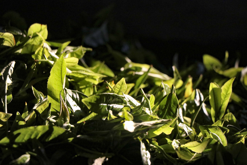 Shan tuyet tea is pan-fried using traditional methods. (Photo: VNA)