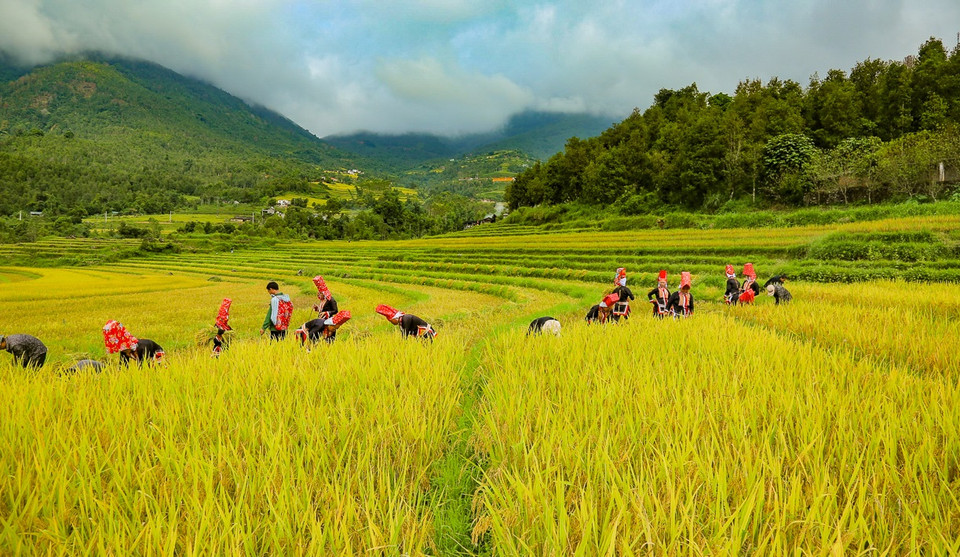 Tourism has been a spearhead economic sector in Binh Lieu over recent years. The beauty of the local mountains and forests, with countless reed flowers on border landmarks, attracts many tourists. (Photo: Tin tuc newspaper)