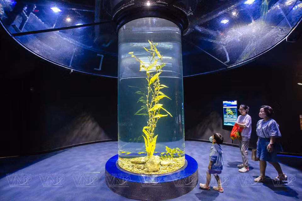 Visitors can walk along a 650-metre path through different areas with various themes. (Photo: VNP/VNA)