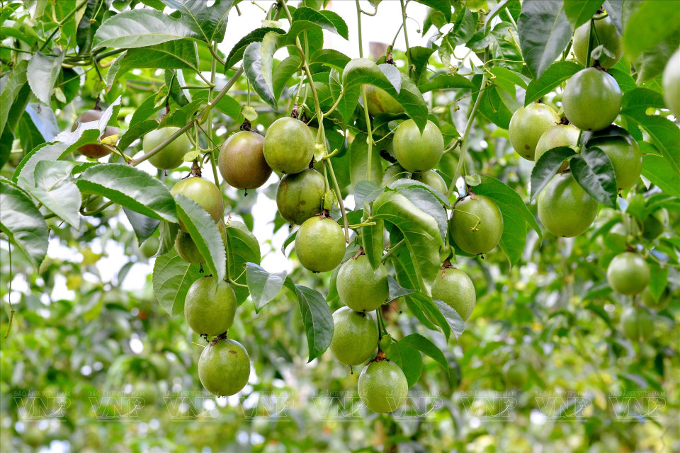 Passionfruit is a key crop in Gia Lai and has high export value. (Photo: VNP/VNA)