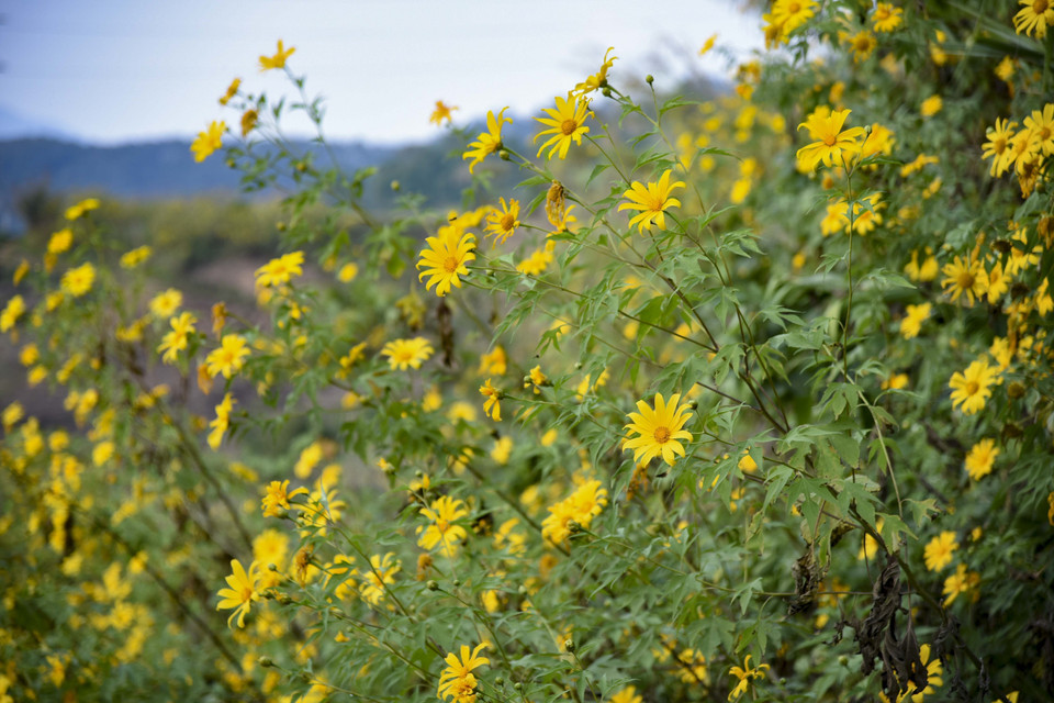 Wild sunflowers in full bloom. (Photo: VNA)