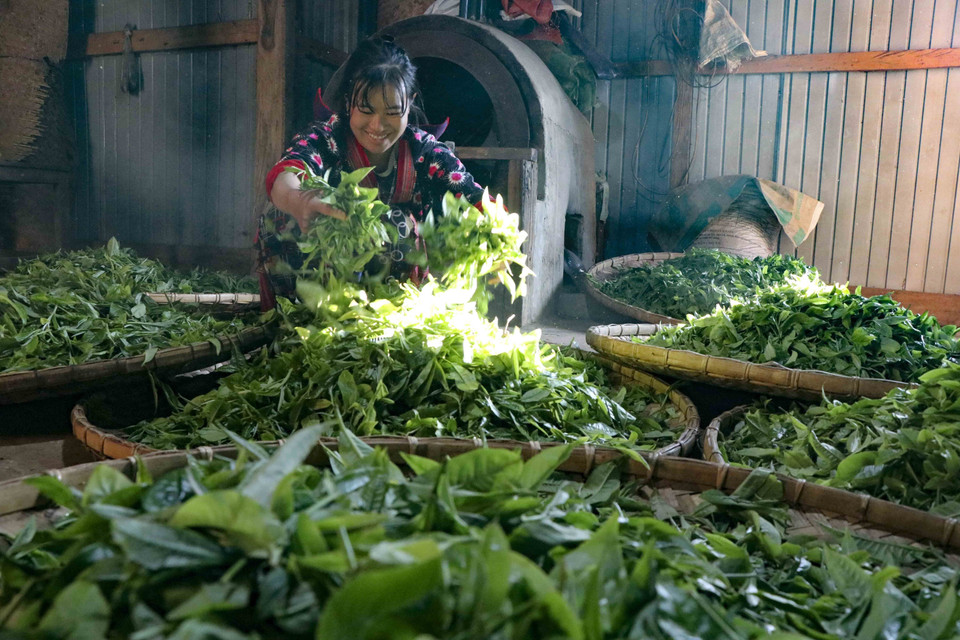 Sin Chai villagers pan-fry Shan tuyet tea using traditional methods. (Photo: VNA)