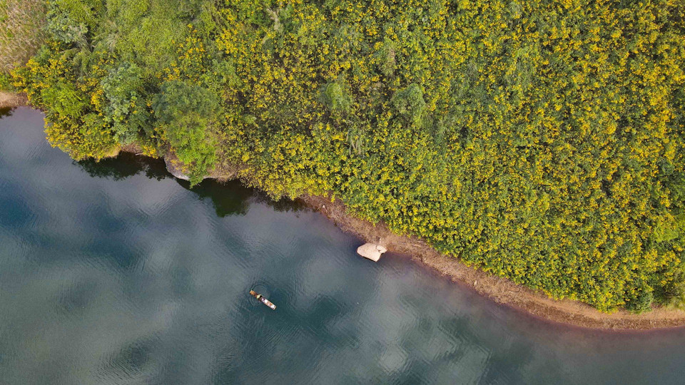 Wild sunflowers are in full bloom. (Photo: VNA)