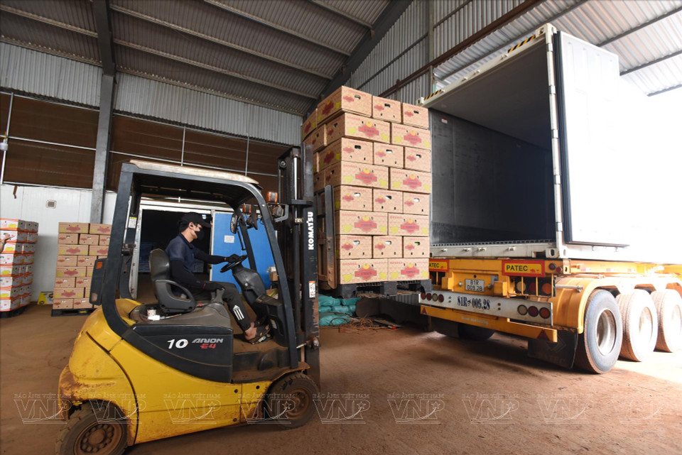 Hung Son High-Tech Agriculture JSC prepares bananas for export to China. (Photo: VNP/VNA)