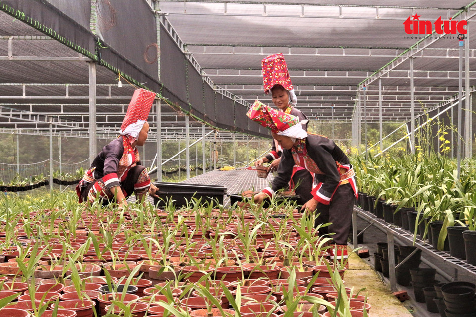 Ethnic minority groups in Dong Van commune care for flowers at the Binh Lieu Flower Cooperative. (Photo: Tin tuc newspaper)