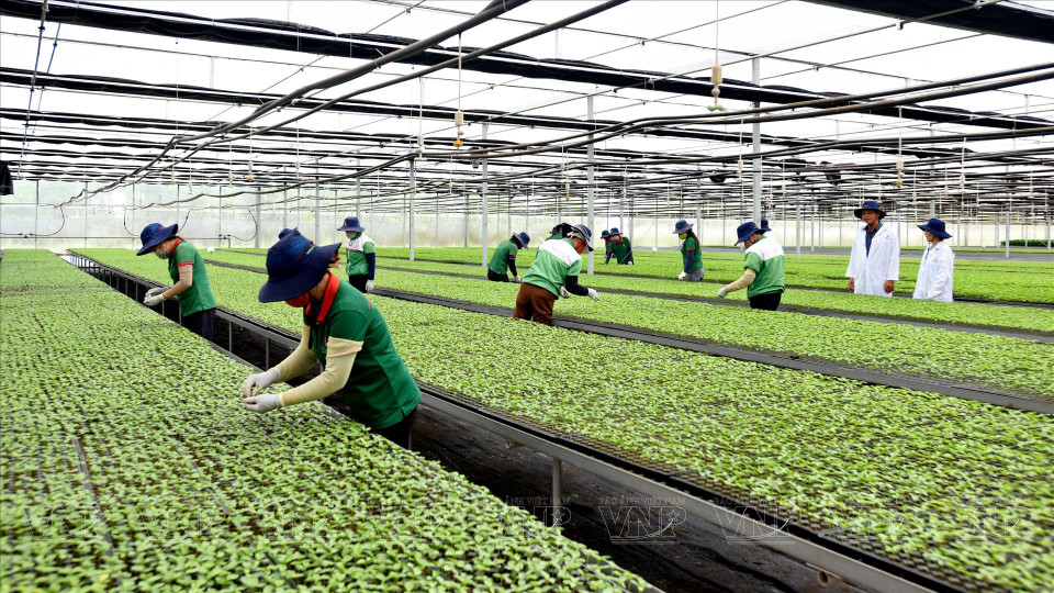 Each year, the Red Pine International JSC in Gia Lai province provides the market with about 20 million high-quality passionfruit seedlings. (Photo: VNP/VNA)