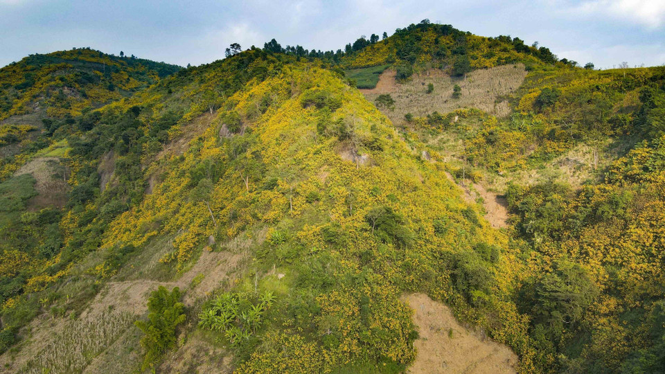 Hills and mountains are dyed yellow during the season. (Photo: VNA)