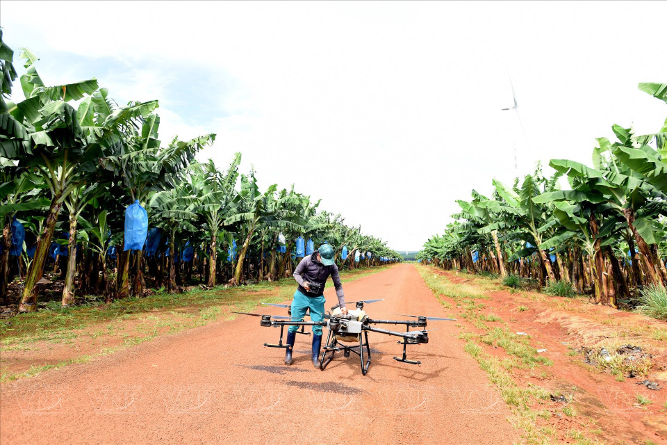 Drones are used to monitor and treat disease at the Hung Son High-Tech Agriculture JSC’s banana orchards. (Photo: VNP/VNA)