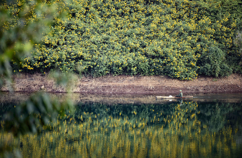 Wild sunflowers exhibit an untamed beauty. (Photo: VNA)