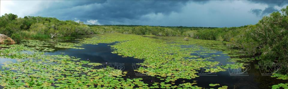 A water lily lake in the Binh Chau - Phuoc Buu Nature Reserve. (Photo: VNP/VNA)