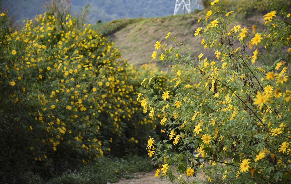 Wild sunflowers blanket the area in yellow. (Photo: VNA)