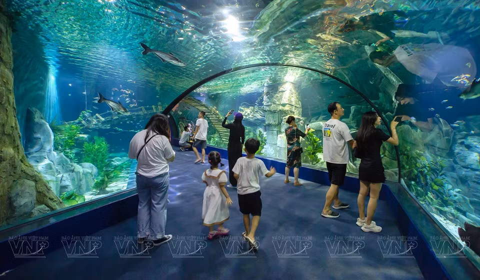 Visitors can not only admire the mysterious beauty of thousands of marine creatures but also gain a glimpse of a magical underwater world. (Photo: VNP/VNA)