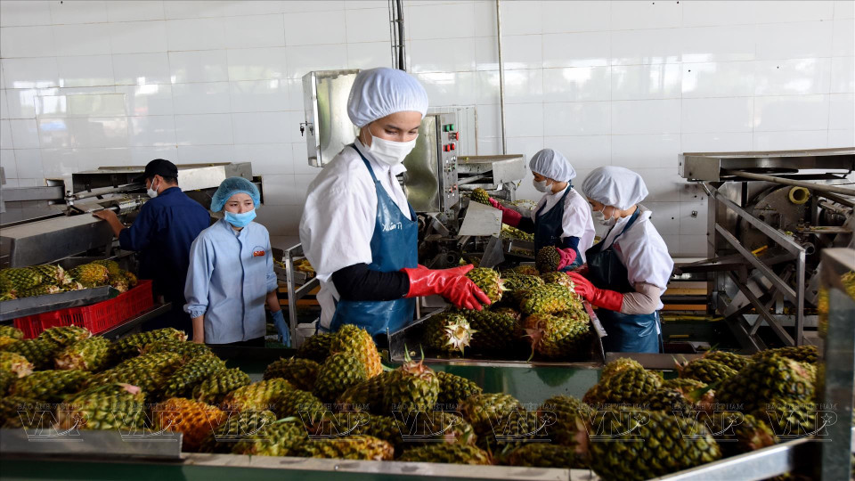 Fresh pineapples on a pre-qualification line before being sent to Doveco Gia Lai’s closed processing plant. (Photo: VNP/VNA)