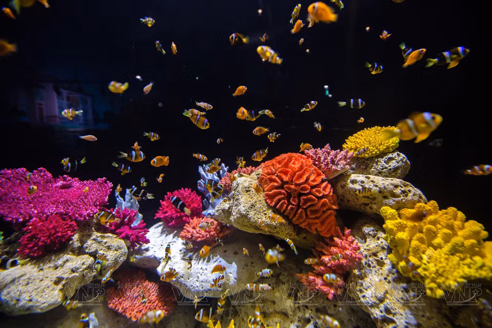 Ecosystems are recreated under coral reefs, home to myriad colourful fish. (Photo: VNP/VNA)