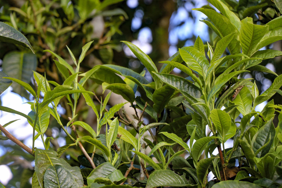 The distinctive features of Shan tuyet tea include large buds and leaves with a deep green colour, and a leaf surface covered by a thin layer of fine fuzz. (Photo: VNA)