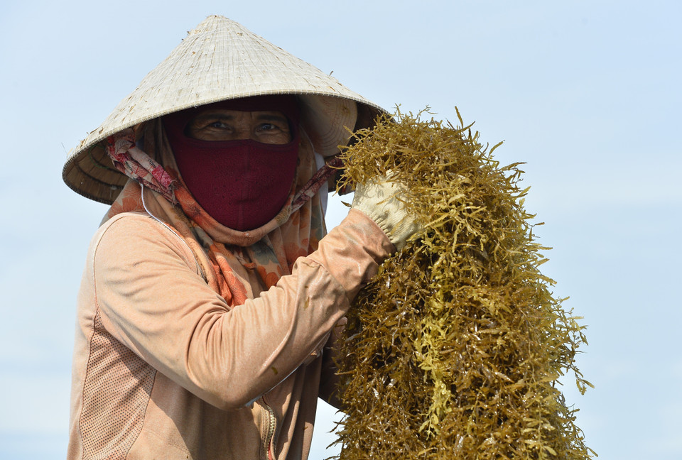 Among the different varieties of seaweed, sargassum, which grows mainly on coral reefs, is a food source and creates a place for other species to shelter and reproduce. It also creates a favourable environment for dozens of coral species to develop. (Photo: VNA)
