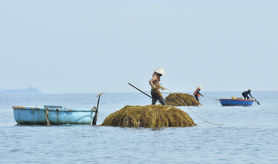 Starting at 5am, fishermen in Chau Thuan Bien village in Binh Chau commune head out to sea in coracles and harvest seaweed 500-800 metres from the shore. (Photo: VNA)