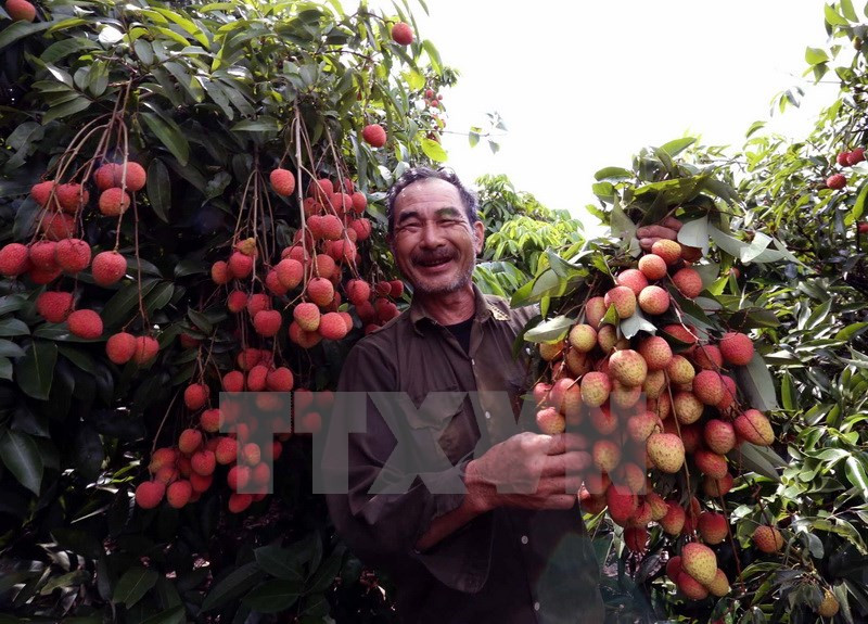 Since 2010, local farmers have expanded areas growing rareripe lychees in Thanh Binh, Thanh Thuy, Thanh Xa, and Thanh Khe communes (Photo: VNA)