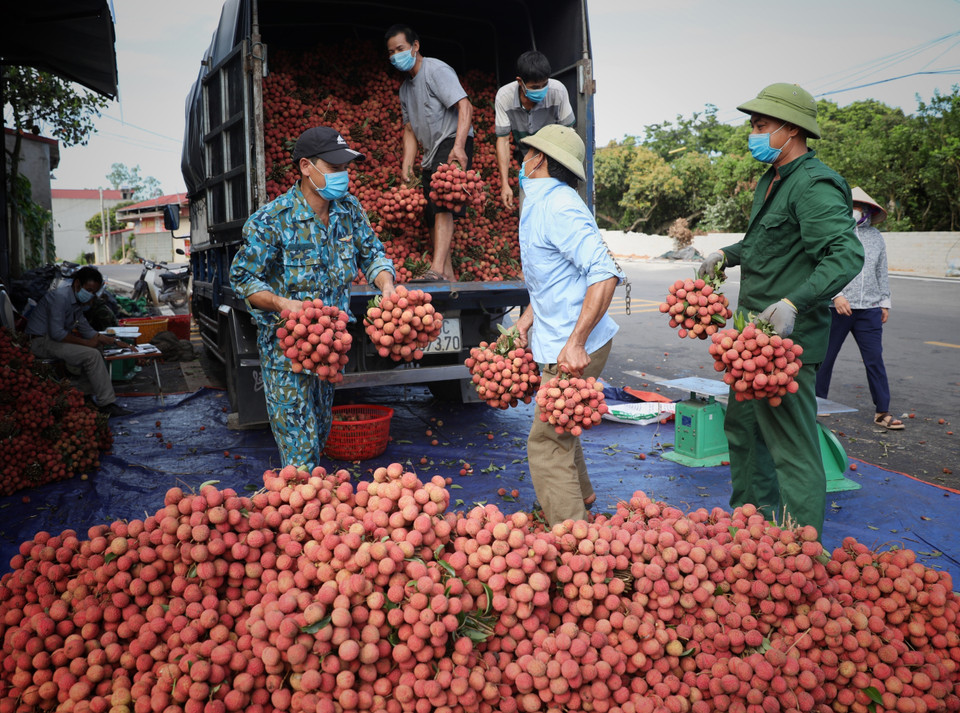 Bac Giang enters into the main harvest season. (Photo: VNA)