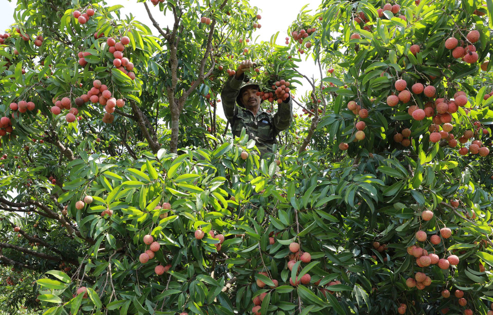 Luc Ngan district in Bac Giang province has been dubbed the “Kingdom of Lychee” as it is home to the largest lychee harvest area in the country. (Photo: VNA)