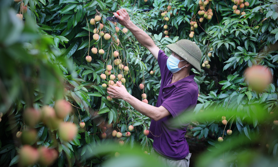 Caring for early-ripening lychees for export to Japan at a household in Phuc Hoa commune, Tan Yen district, Bac Giang province. (Photo: VNA)