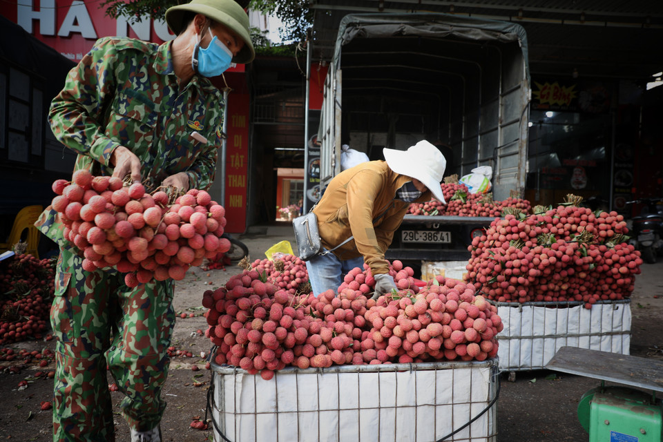 Luc Ngan district in Bac Giang province has been dubbed the “Kingdom of Lychee” as it is home to the largest lychee harvest area in the country. (Photo: VNA)