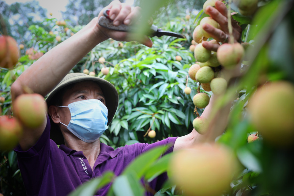A farmer in Hong Giang commune, Luc Ngan district harvests lychee fruits that meet Vietgap standards. (Photo: VNA)