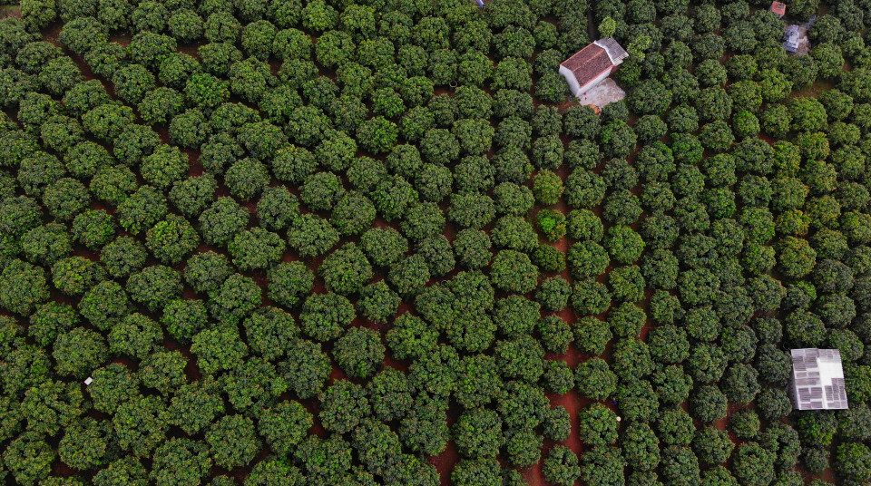 Area growing early-ripening lychees for export to Japan in Phuc Hoa commune, Tan Yen district, Bac Giang province. (Photo: VNA)