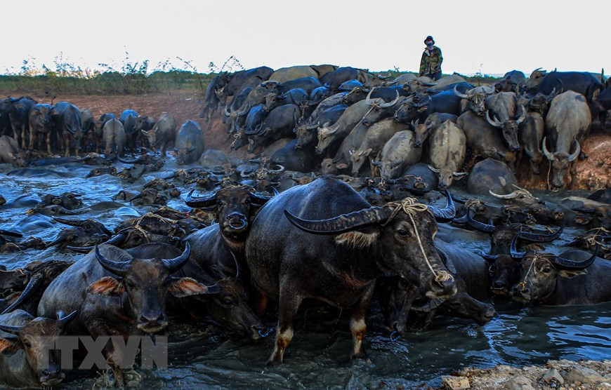 The buffalos seek for water during prolonged hot days in Binh Thuan province (Photo: VNA)