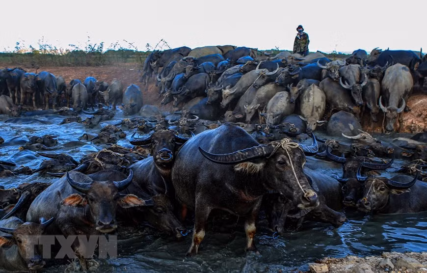 The buffalos seek for water during prolonged hot days in Binh Thuan province (Photo: VNA)
