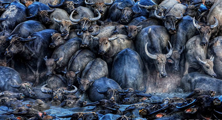 The buffalos bathe in a pool of water in Suoi Da lake (Photo: VNA)