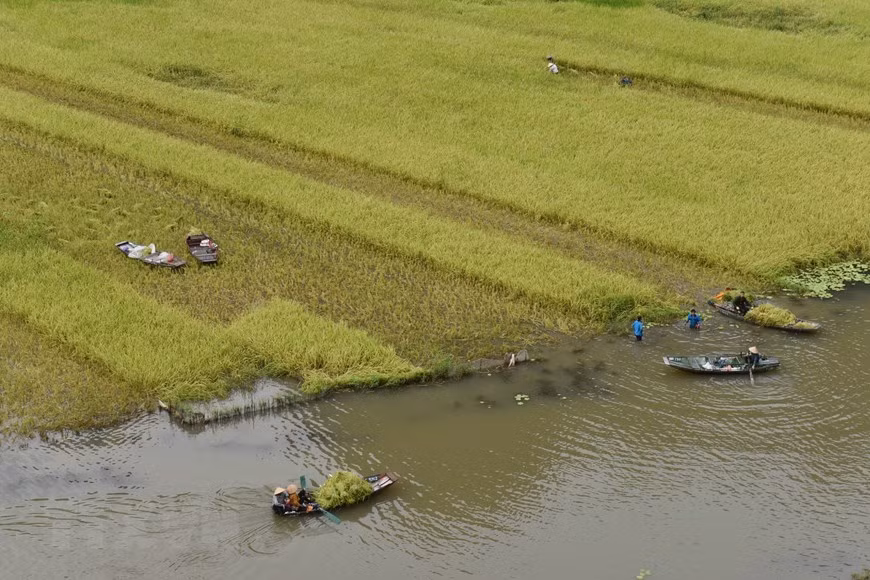 Local residents in Tam Coc harvest rice. (Photo: VNA)