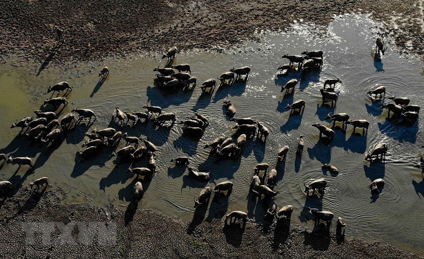 The buffalos have a bath in a pool of water in Suoi Da lake (Photo: VNA)