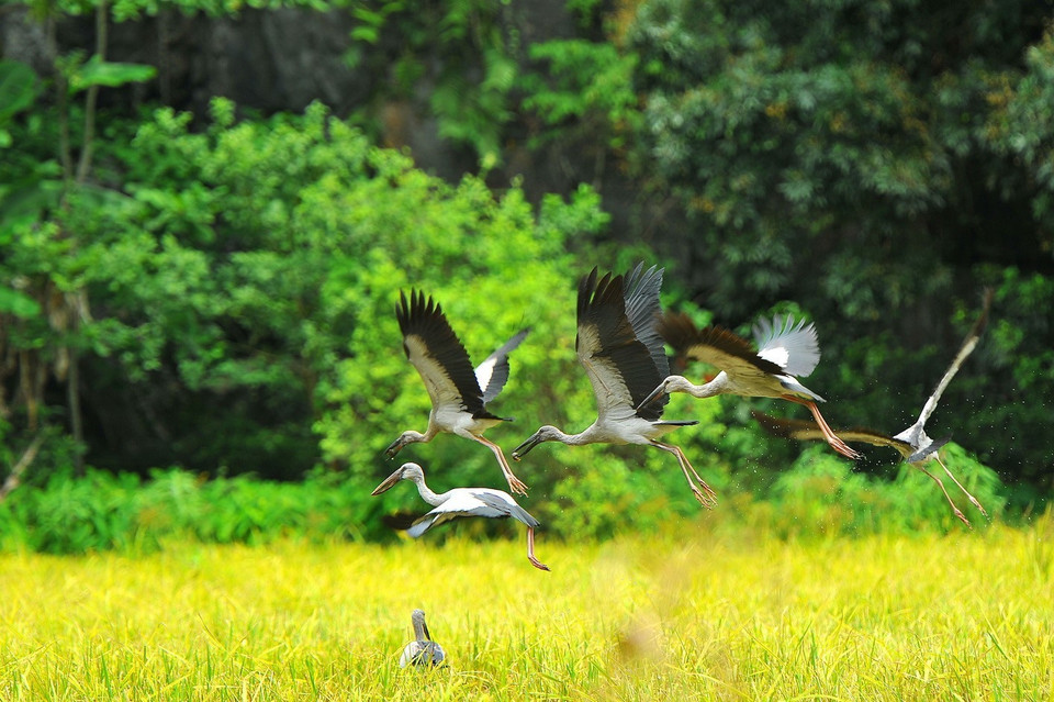 Storks spread their wings over the golden rice fields. (Photo: VNA)