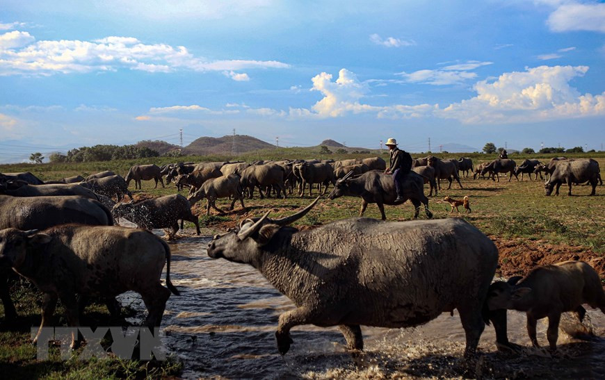 The buffalos are allowed to run wildly (Photo: VNA)