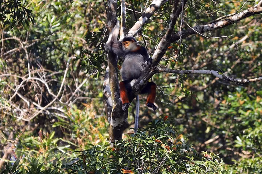 Bach Ma National Park is home to around 15 red-shanked douc langurs species. (Photo: VNA)