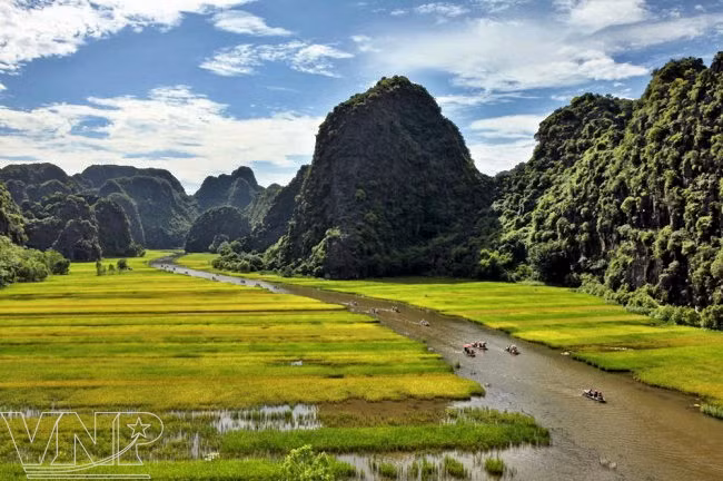 Golden rice fields along the entrance to Tam Coc-Bich Dong tourist site. (Photo: VNA)